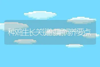 种鸡生长关键时期饲养要点