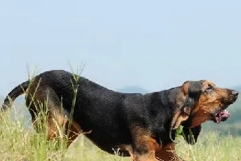 寻血猎犬发烧怎么解决 寻血猎犬发烧处理方案