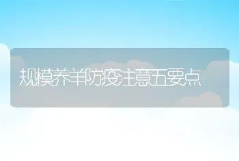 规模养羊防疫注意五要点