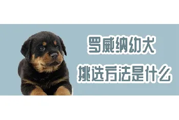 罗威纳幼犬挑选方法是什么