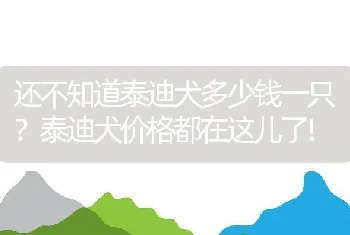 还不知道泰迪犬多少钱一只？泰迪犬价格都在这儿了!