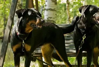 法国狼犬感冒怎么治疗 法国狼犬感冒治疗方法