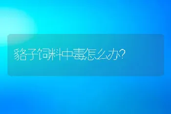 貉子饲料中毒怎么办？