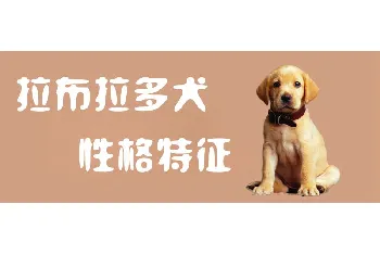 拉布拉多犬性格特征