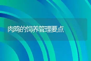 肉鸡的饲养管理要点