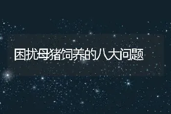 困扰母猪饲养的八大问题