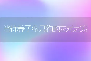 当你养了多只狗的应对之策