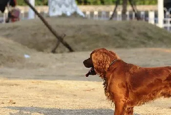 田野小猎犬怎么驱虫 田野小猎犬寄生虫防治方法