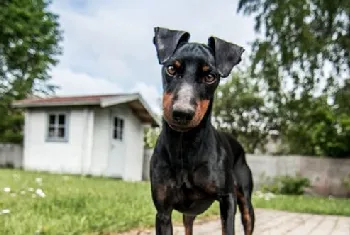 怎么预防玩具曼彻斯特犬皮肤病