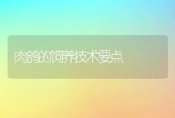 肉鸽的饲养技术要点