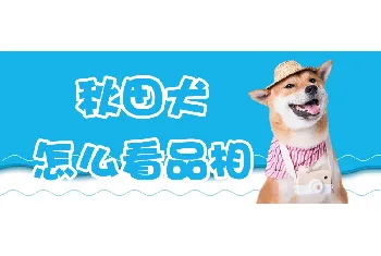 秋田犬怎么看品相