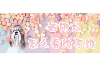 西施犬怎么看纯不纯