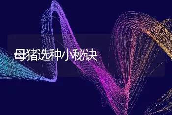 母猪选种小秘诀