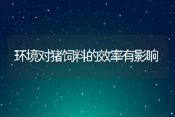 环境对猪饲料的效率有影响