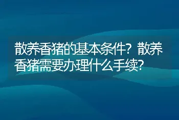 散养香猪的基本条件？散养香猪需要办理什么手续？