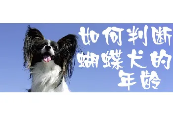 如何判断蝴蝶犬的年龄