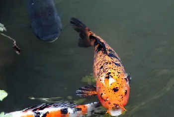 建池的误区及注意事项