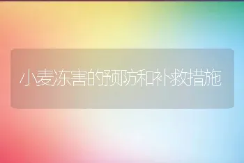 小麦冻害的预防和补救措施