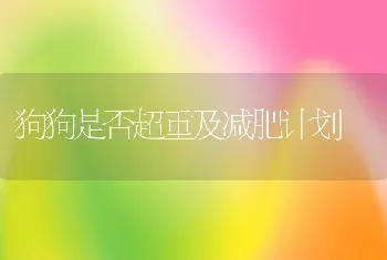 狗狗是否超重及减肥计划