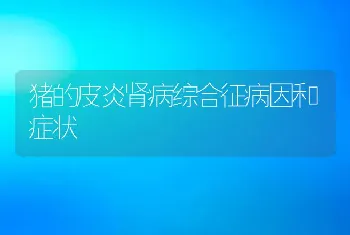 猪的皮炎肾病综合征病因和症状