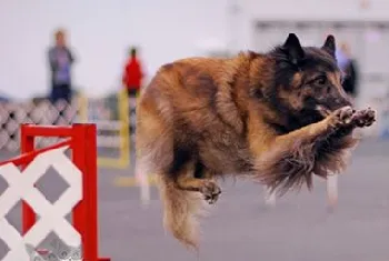 比利时特伏丹犬食物中毒怎么治疗 食物中毒治疗方法