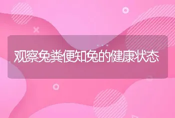 观察兔粪便知兔的健康状态