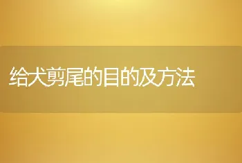 给犬剪尾的目的及方法