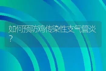 如何预防鸡传染性支气管炎？