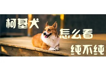 柯基犬怎么看纯不纯