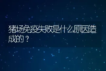 猪场免疫失败是什么原因造成的？