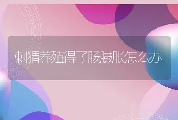 刺猬养殖得了肠臌胀怎么办