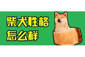 柴犬性格怎么样