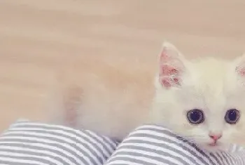 小奶猫卖萌图片_萌猫高清图片