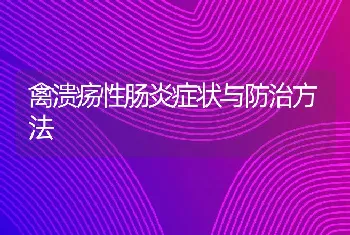 禽溃疡性肠炎症状与防治方法