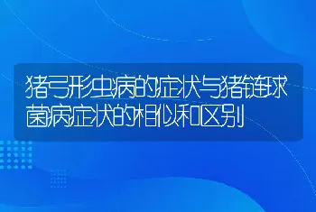 猪弓形虫病的症状与猪链球菌病症状的相似和区别