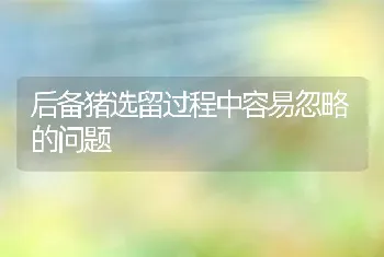 后备猪选留过程中容易忽略的问题