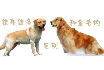 拉布拉多犬和金毛的区别