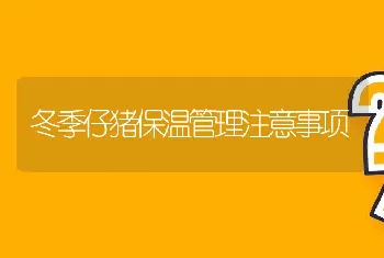 冬季仔猪保温管理注意事项