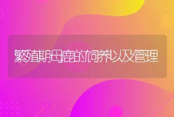 繁殖期母鹿的饲养以及管理