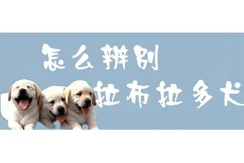 怎么辨别拉布拉多犬