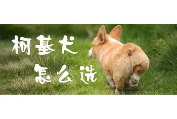 柯基犬怎么选