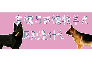 东德与西德牧羊犬区别是什么