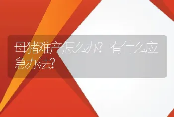 母猪难产怎么办?有什么应急办法?