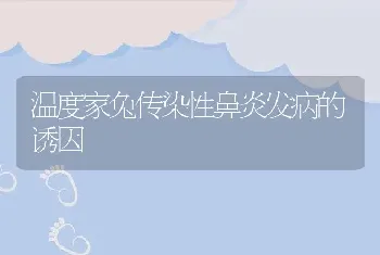 温度家兔传染性鼻炎发病的诱因