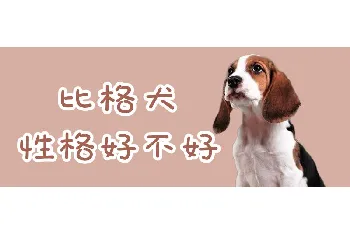 比格犬性格好不好