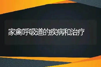 家禽呼吸道的疾病和治疗