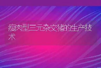 瘦肉型三元杂交猪的生产技术