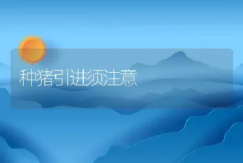 限位栏妊娠母猪远离“水牢”