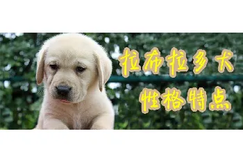 拉布拉多犬性格特点