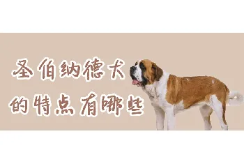 圣伯纳德犬的特点有哪些